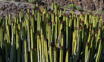 Canaries-0013-IMGP1832