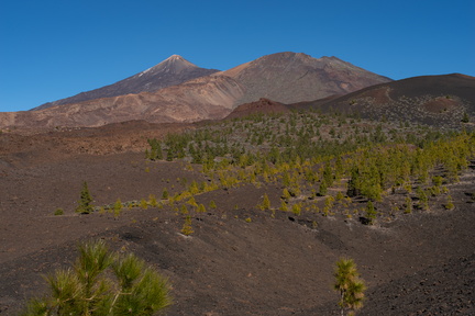 Canaries-0047-IMGP2150