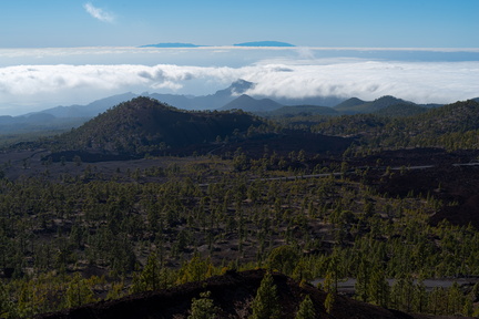 Canaries-0049-IMGP2159