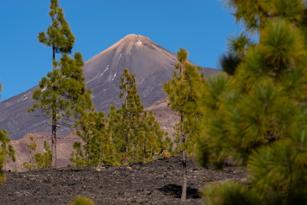 Canaries-0056-IMGP2289