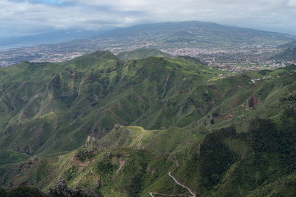 Canaries-0098-IMGP2788