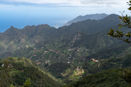 Canaries-0099-IMGP2796