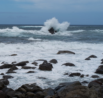 Canaries-0100-IMGP2808