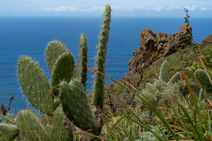 Canaries-0104-IMGP2881