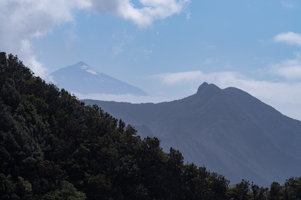 Canaries-0109-IMGP2925