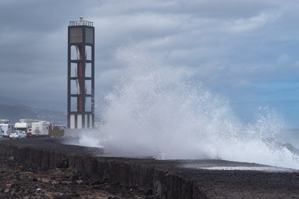 Canaries-0127-IMGP3215