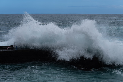 Canaries-0129-IMGP3234