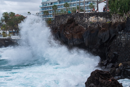 Canaries-0131-IMGP3263