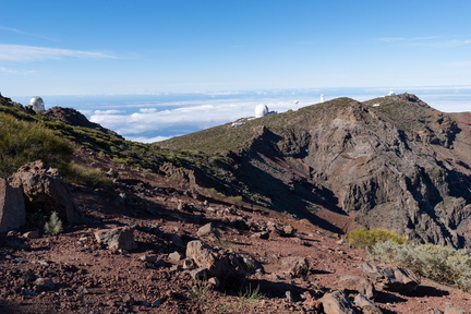 Canaries-0167-IMGP3716