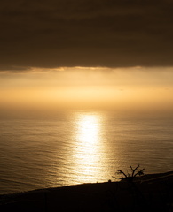 Canaries-0177-IMGP3920