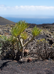 Canaries-0186-IMGP4036