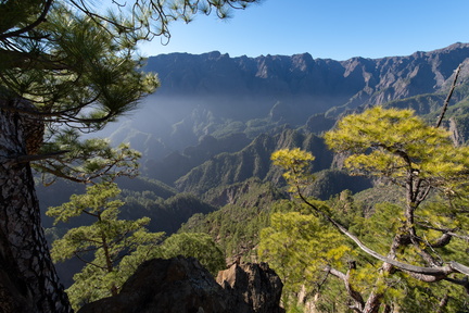 Canaries-0195-IMGP4123