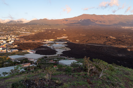 Canaries-0206-IMGP4202