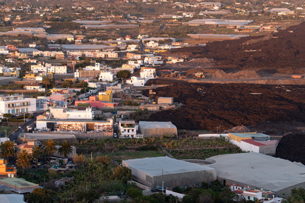 Canaries-0208-IMGP4233