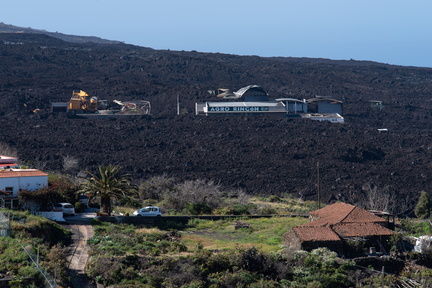 Canaries-0213-IMGP4288