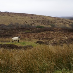 Fermanagh-Cavan