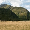 NZ-0377-P1312288.jpg